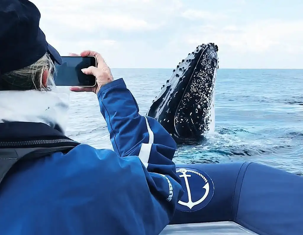 Byron Bay Whale Watching Cruise from Ballina