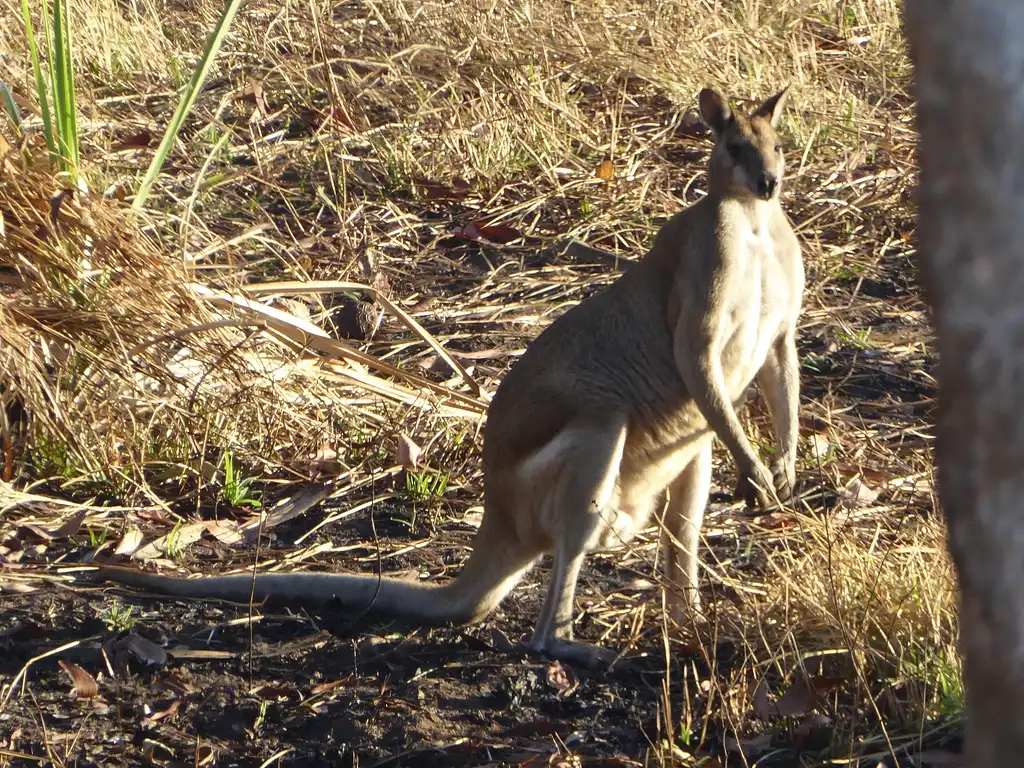 Top End Wildlife & Nature Tour