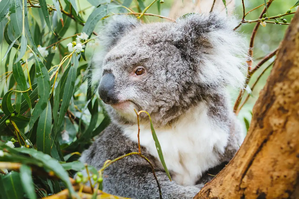 Puffing Billy Steam Train & Wildlife Tour | From Melbourne