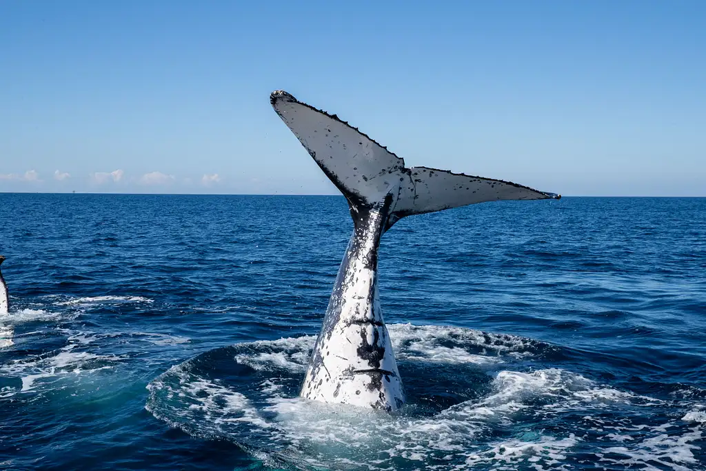 Whale Watching Tour Byron Bay