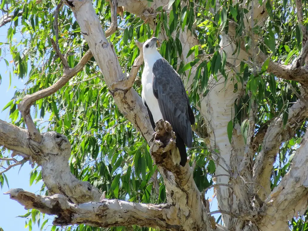 Darwin To Kakadu Day Trip By Air Including Yellow Water Cruise