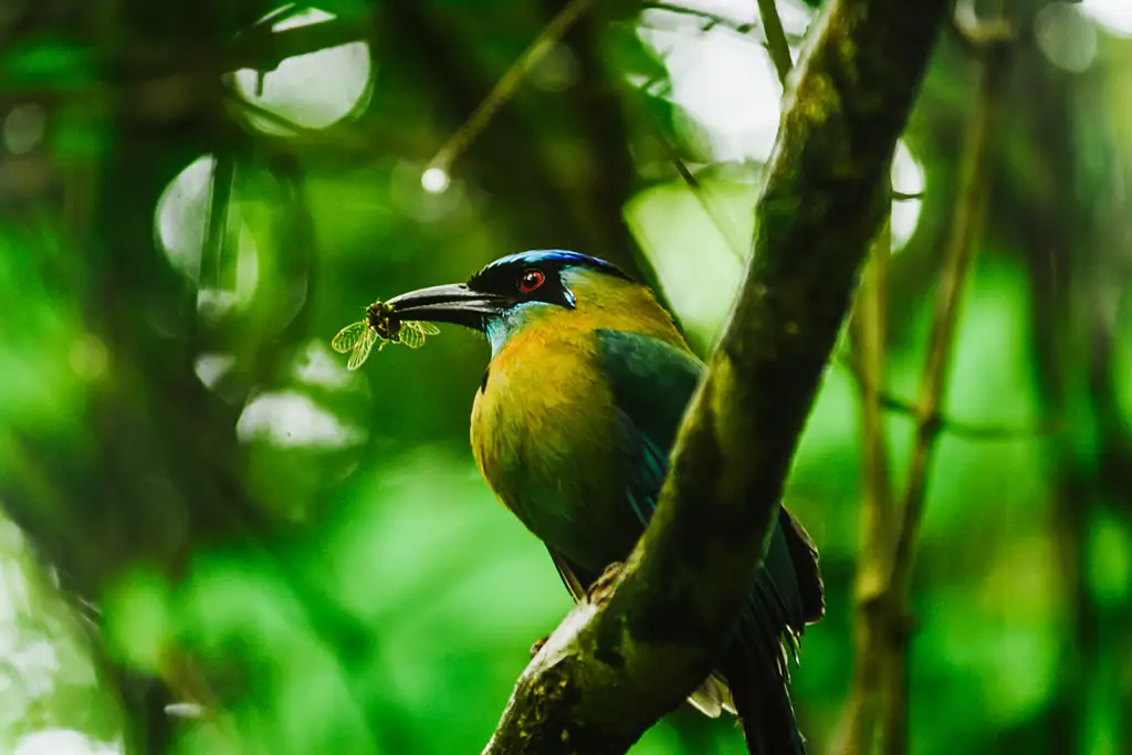 Cloud Forest Chills at Monteverde