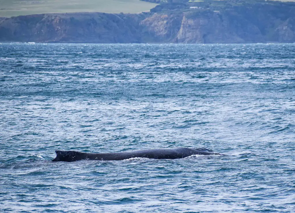 Phillip Island Winter Whale Cruise