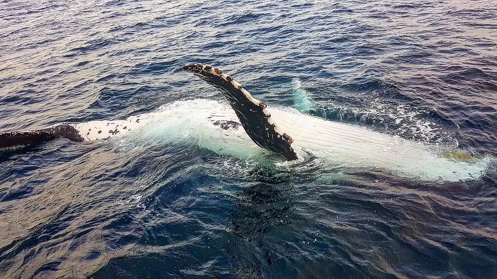 Whale Watching  - Sea World Cruises | Gold Coast