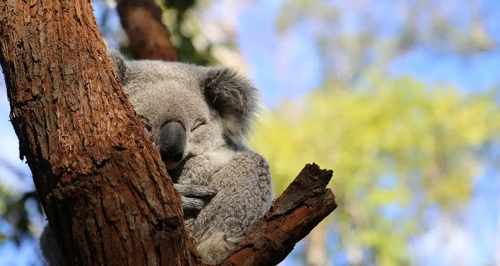 19 Day Cairns to Sydney Tour (Kookaburra) | Stray