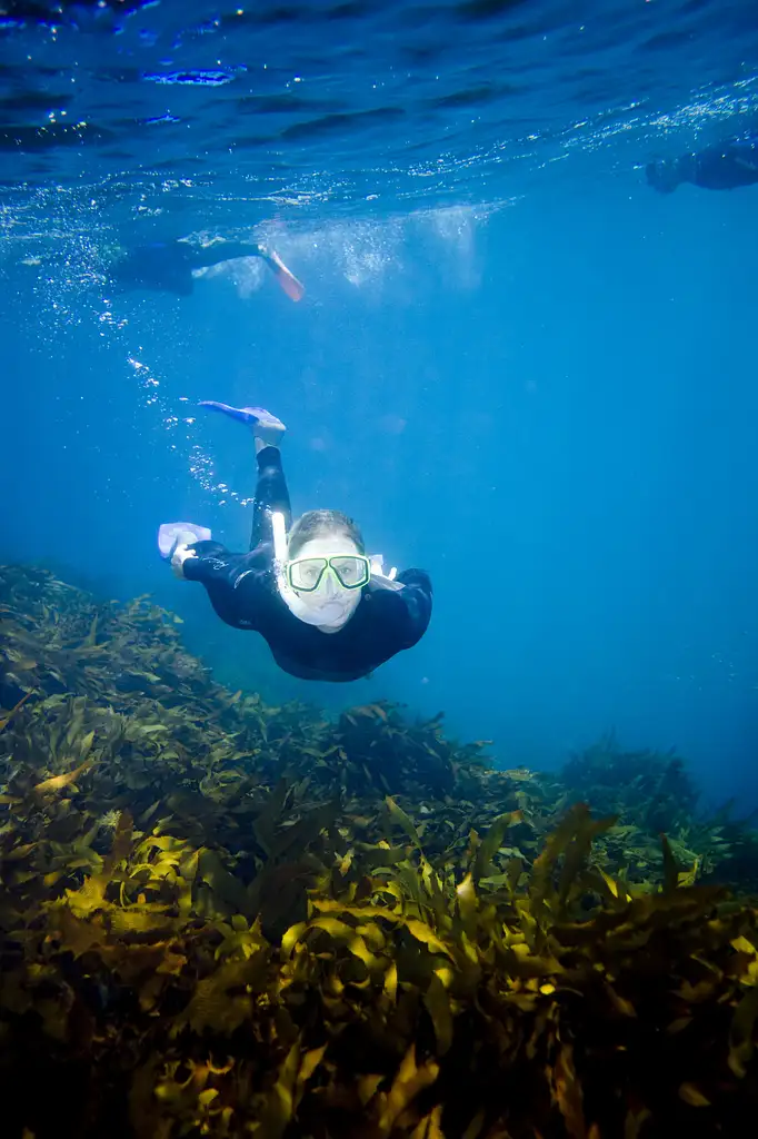 3 Hour Dolphin And Seal Swim - Port Phillip