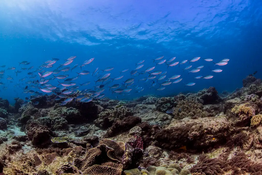 Flinders Reef Dive Trip - Sunshine Coast