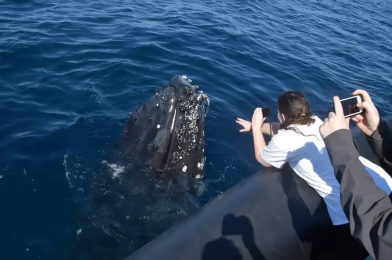 Whale Watching on vessel OSPREY - Circular Quay