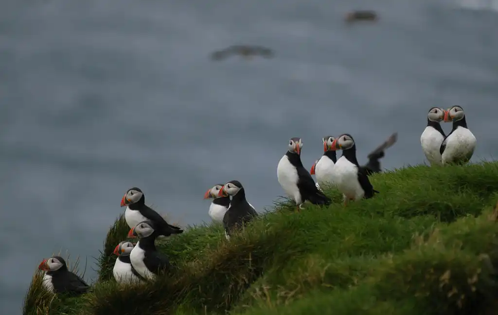 Premium Whale and Puffin Watching Tour in Reykjavík