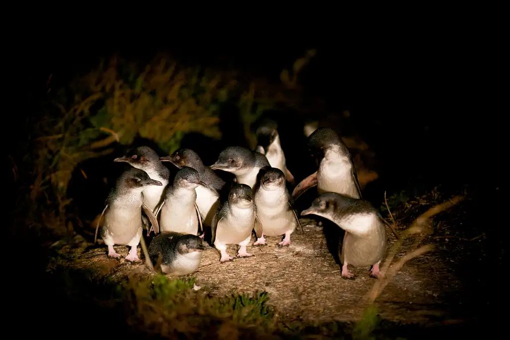 Bicheno Penguin Tour