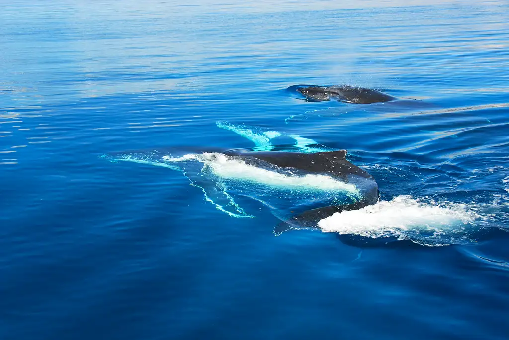 Whale Shark & Whale Watching Eco Tour - Ningaloo Reef (Aug-Oct)