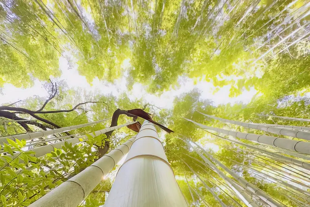 Arashiyama Highlights Walking Tour With Bamboo Forest And Monkey Park