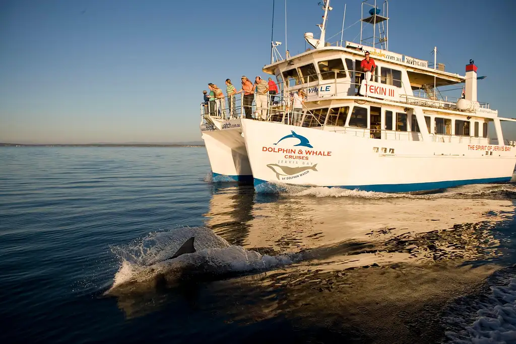 Jervis Bay Dolphin Watching - Day Trip From Sydney