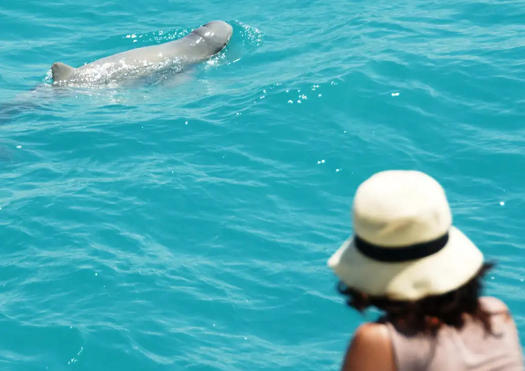 Snubfin Dolphin Eco Cruise - Broome