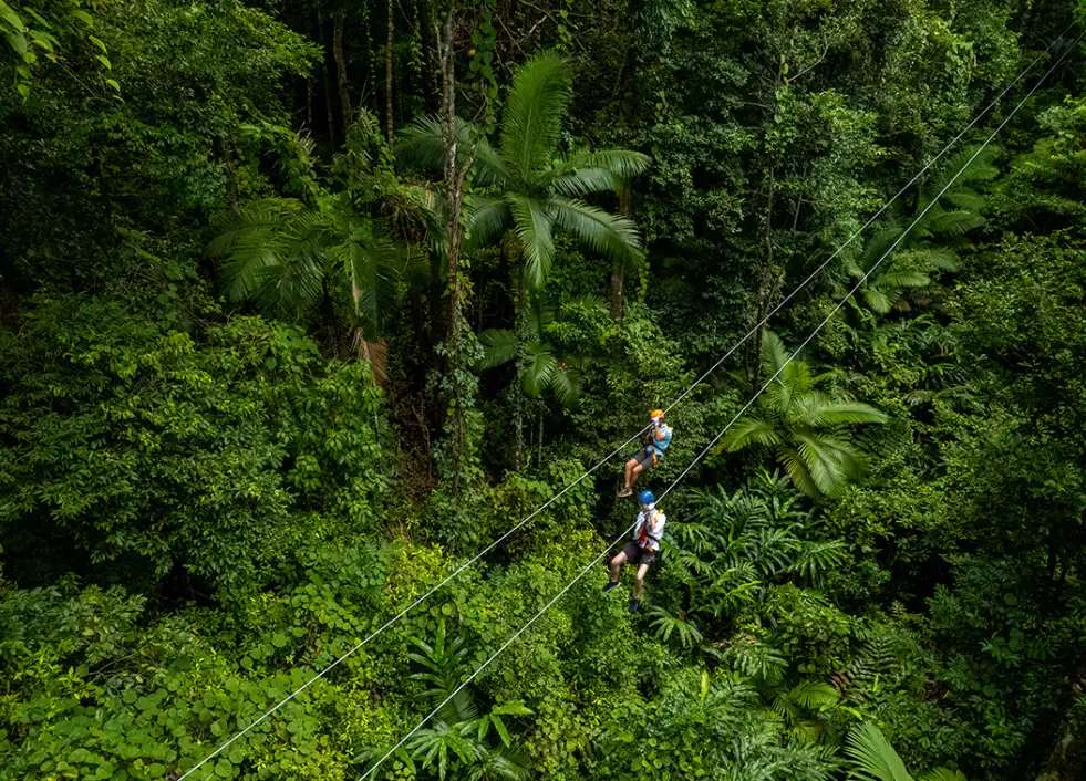 Zipline Tour Cape Tribulation