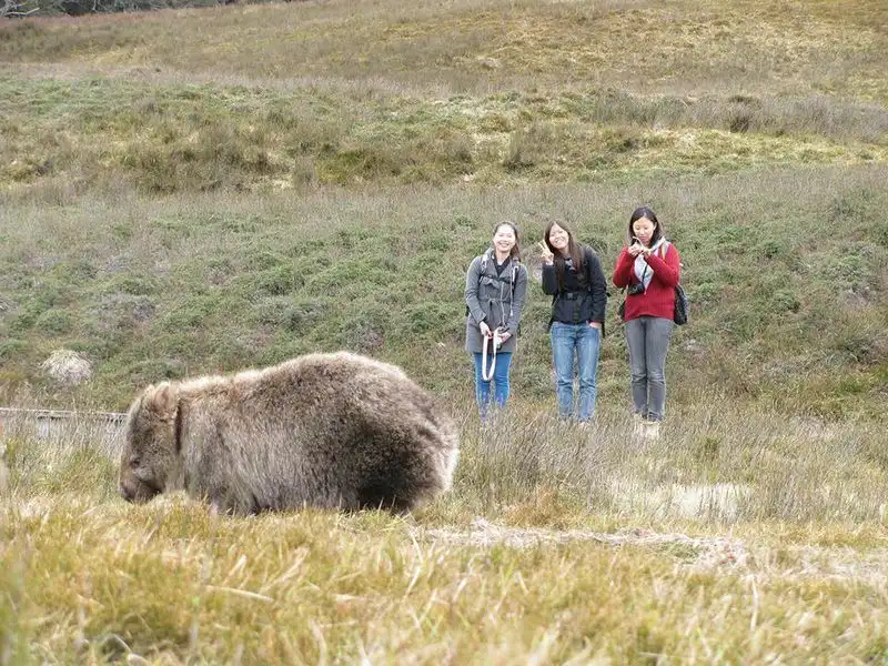 Cradle Mountain World Heritage Day Tour from Launceston