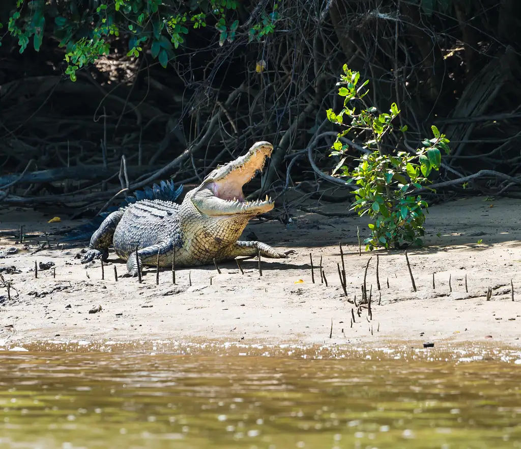 2-Day 4WD Cooktown and Daintree Tour