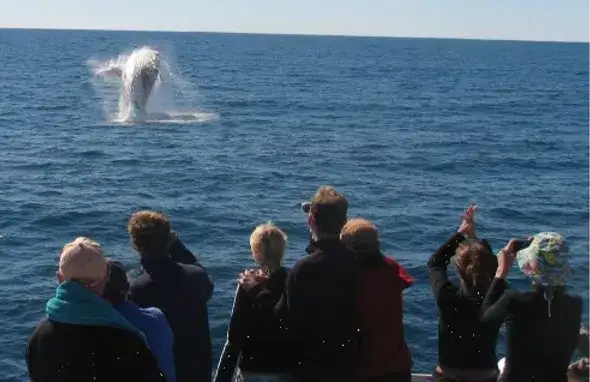 Coral Bay Whale Watching Tour