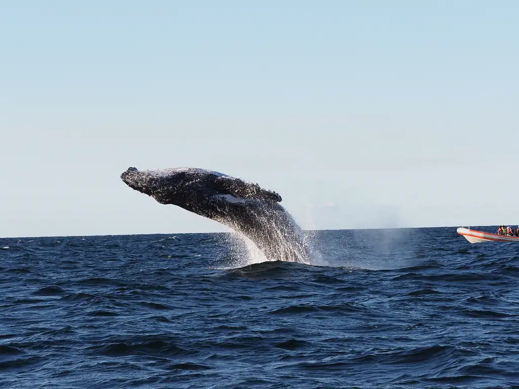 Safari-Style Whale Watching