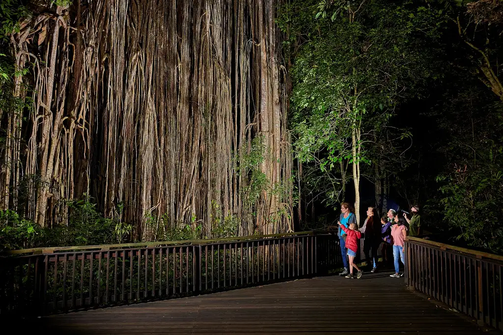 Cairns Rainforest Wildlife Day & Night Tour