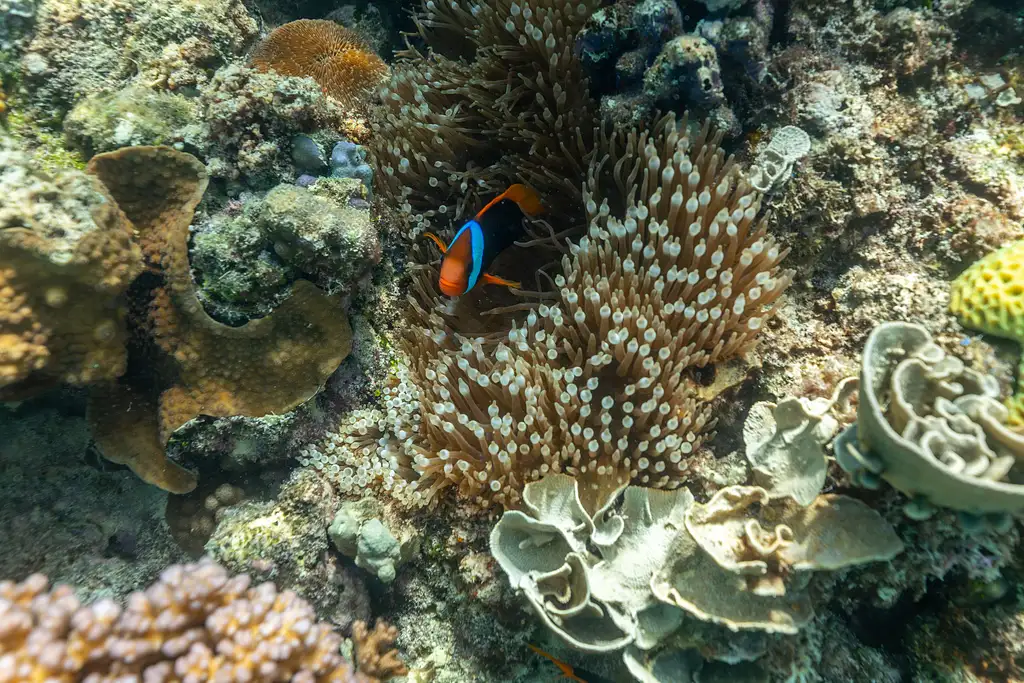 Outer Reef Snorkelling Adventure