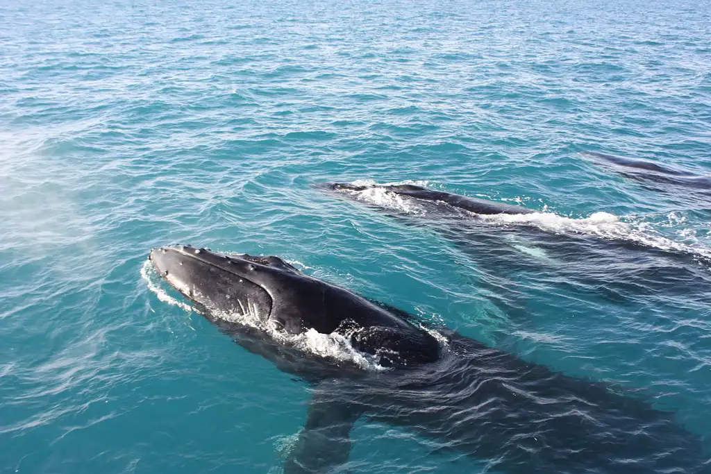 Whale Watching & Sunset Cruise | Broome