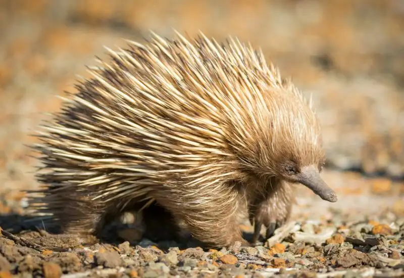 3 Day Kangaroo Island Wildlife Adventure | Small Group Tour from Adelaide