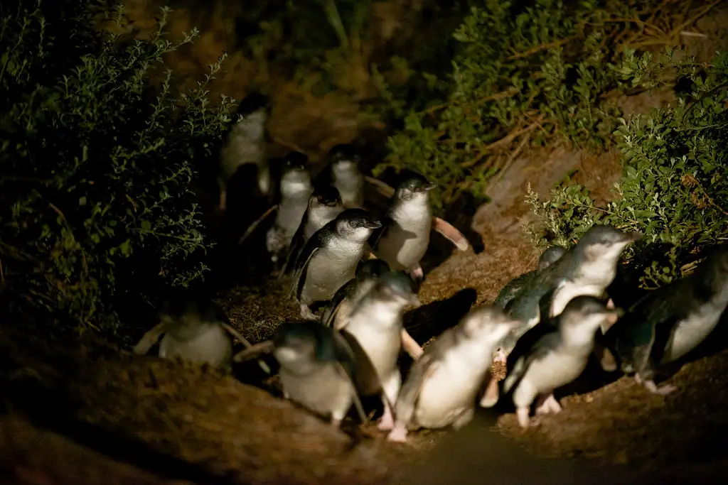 Bicheno Penguin Tour