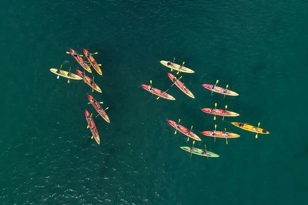 Dolphin Watching and Kayaking Experience from Byron Bay