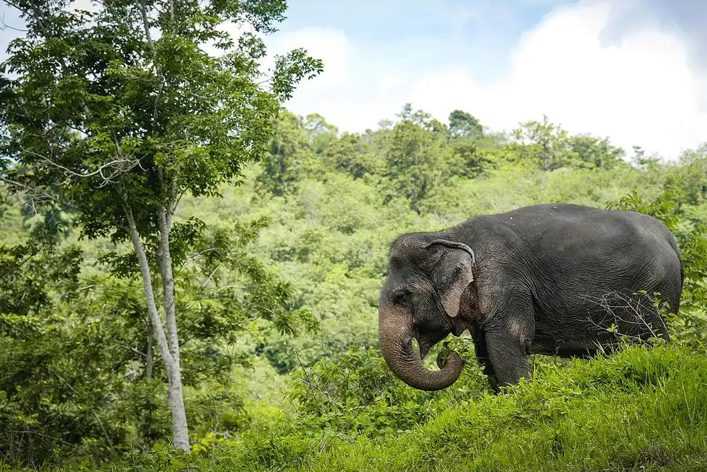 Phuket Elephant Sanctuary Canopy Walkway Program