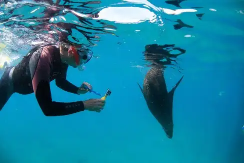 2 Hour Snorkel and Swim with Seals