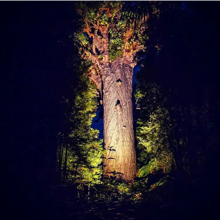 Twilight Encounter With Kauri Trees In Waipoua Forest