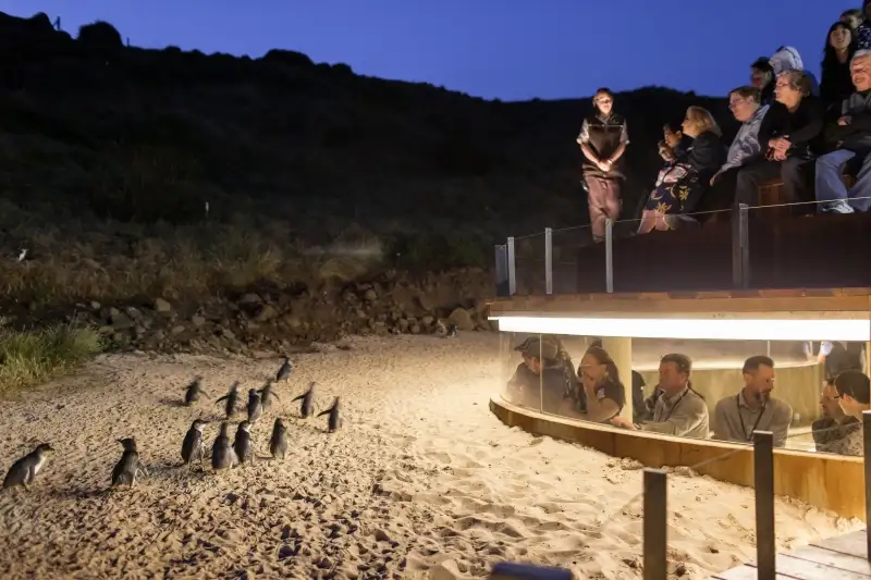 Phillip Island Penguin Parade Afternoon Tour