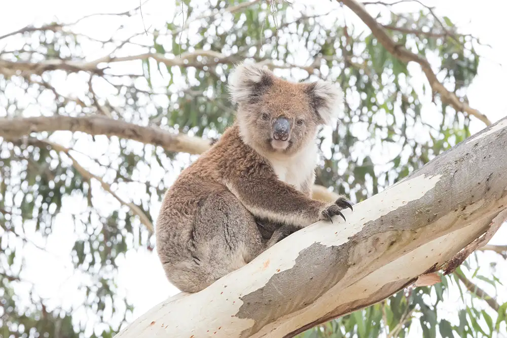 1 Day Kangaroo Island Wildlife Discovery from Adelaide