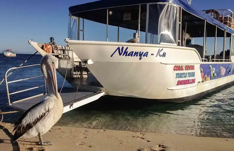 Ningaloo Reef Turtle Encounter With Glass Bottom Boat Cruise | Departing Coral Bay