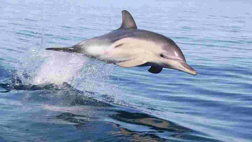 3.5-Hour Swimming with Wild Dolphins Experience