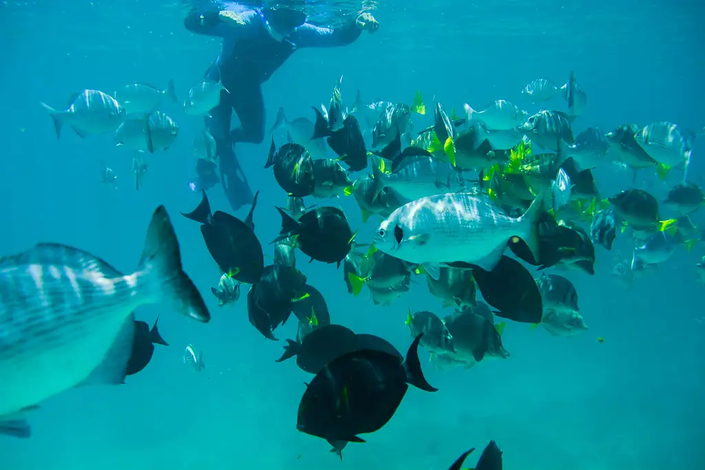 Guided Snorkel Tour - Santa Maria & Chileno Bays