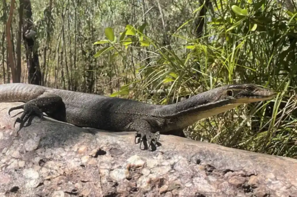 3 Day Kakadu to Litchfield 4WD Swag Camping from Darwin