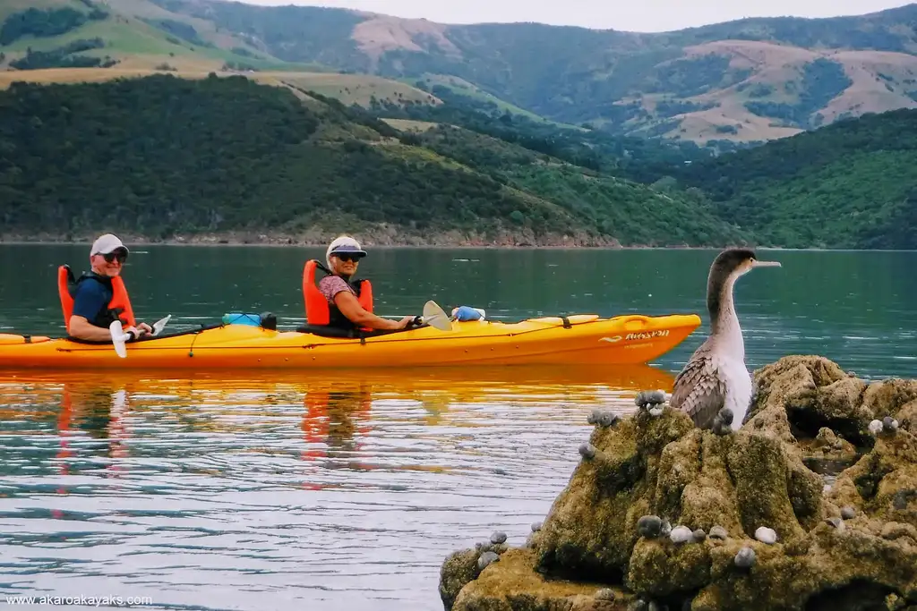 Akaroa Crater Cruiser Sea Kayaking Safari