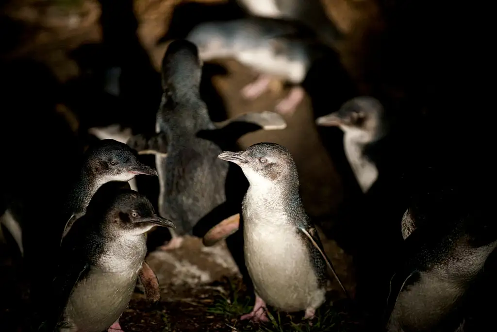 Bicheno Penguin Tour