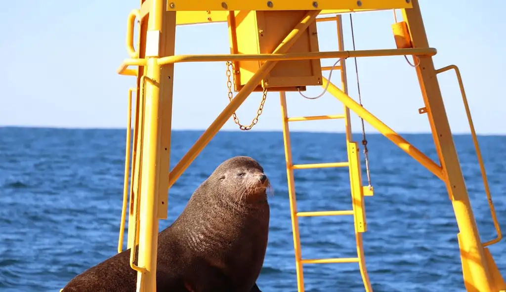 Newcastle Whale Encounter Tour