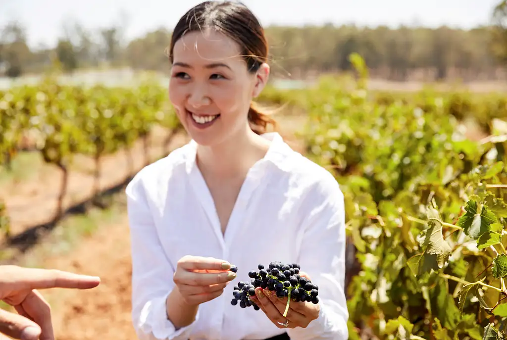 Hunter Valley Wine & Dine Small Group Tour With Lunch | Sydney