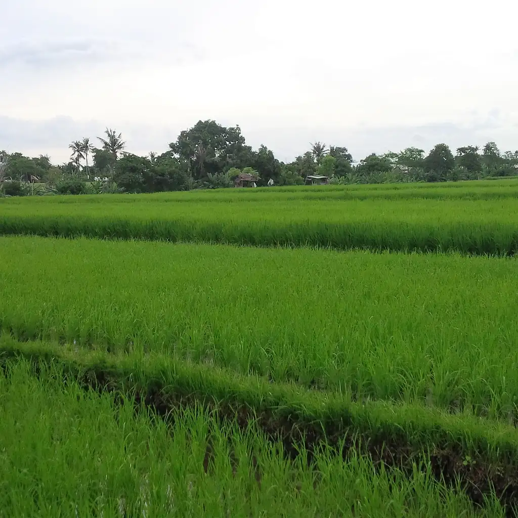 Hidden Rice Terraces Trek | Rice Field Bali | Now for just $39 ...