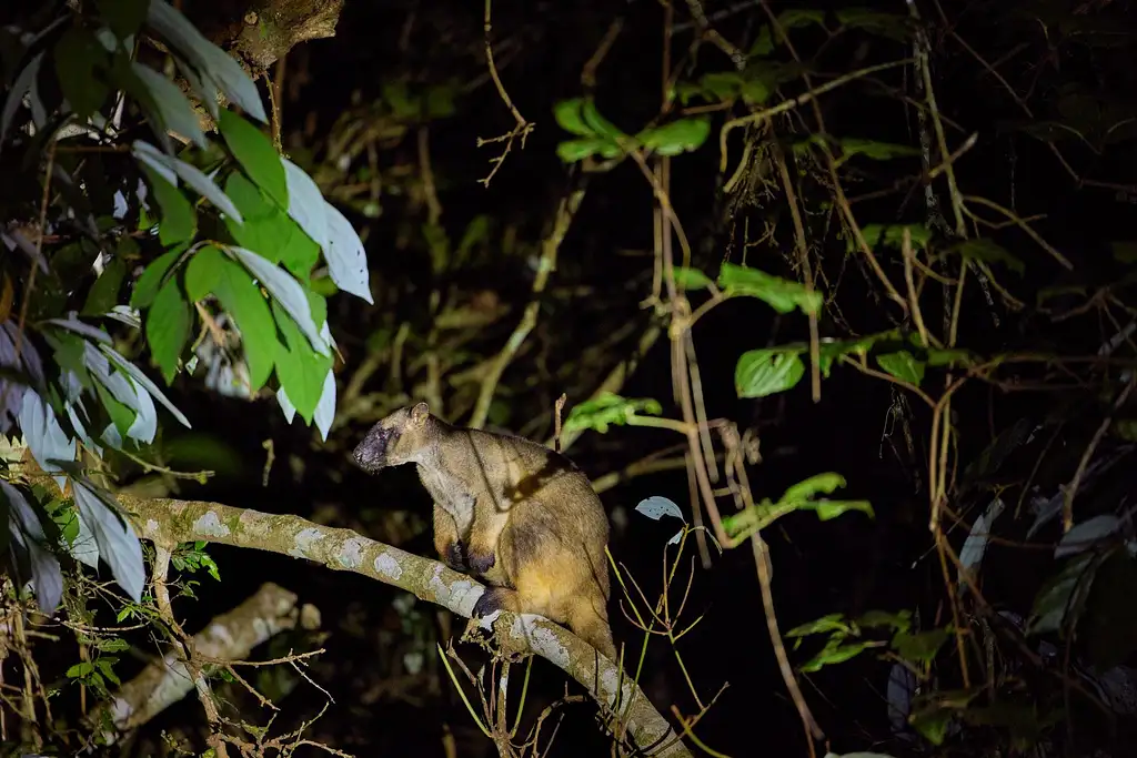 Cairns Rainforest Wildlife Day & Night Tour