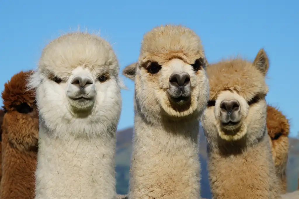 Shamarra Alpaca Farm Tour Akaroa | New Zealand