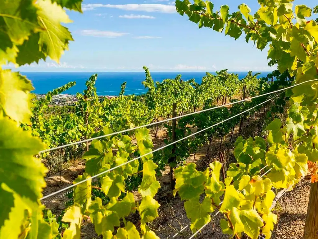 Coastline To The Vineyards, Winery Tour And Wine Tasting | eBike Adventure From Barcelona