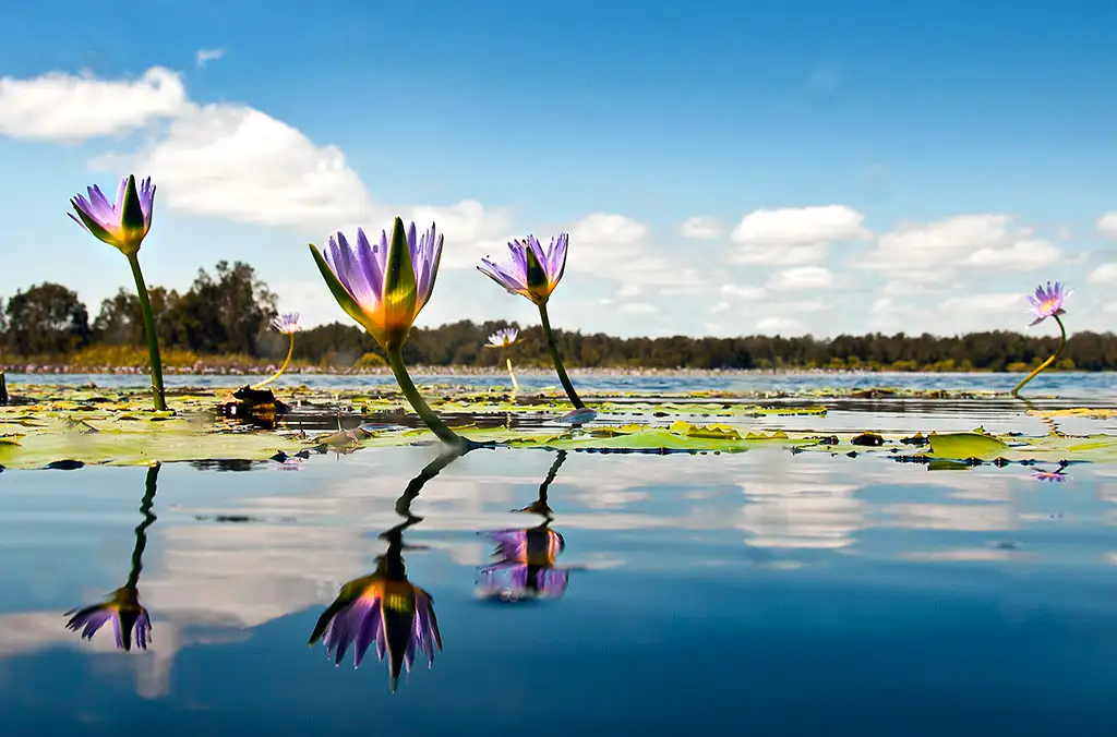 Noosa Everglades Serenity Cruise