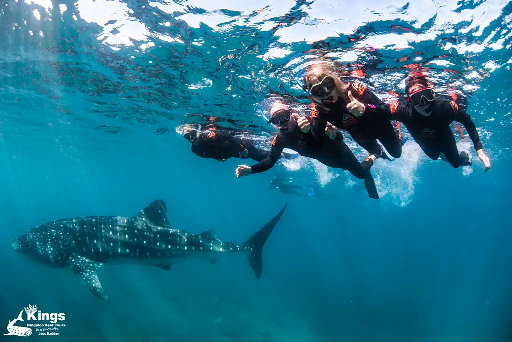 Whale Shark Snorkelling Adventure Tour (March-July) | Departing Exmouth