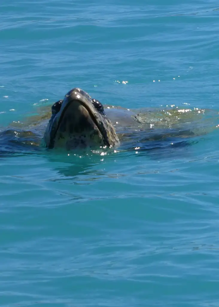 Dinosaur Adventure Cruise With Tapas & Cocktails | From Broome