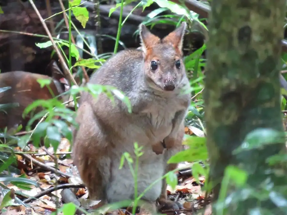 Byron Bay Wildlife Safari